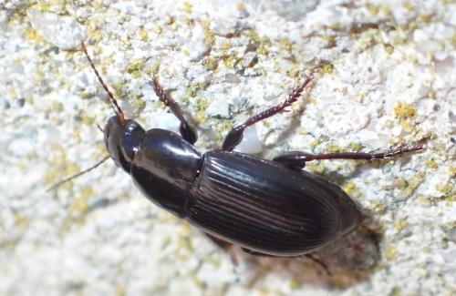 Réf. 201 854 : Harpalus sp.
